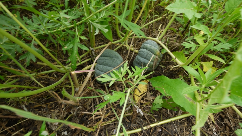 p1050251