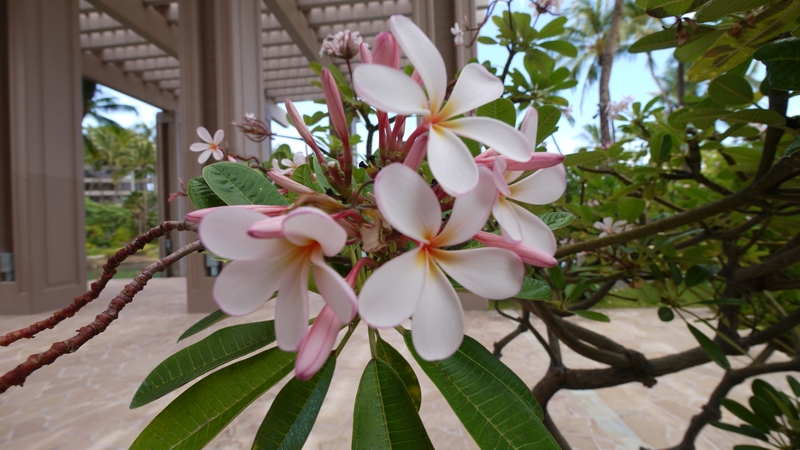 プルメリアの花