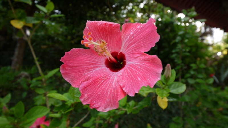 p1060006